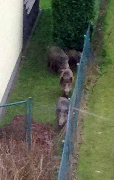 IMG 2099 Wildschweine