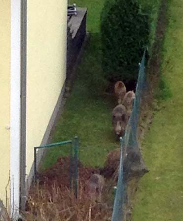 IMG 2100 Wildschweine