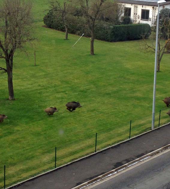 IMG 2101 Wildschweine