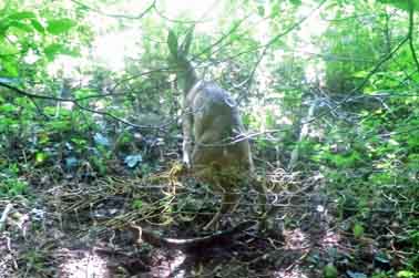 Reh verfangen5 Kopie