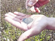 1535641705 802f814e 2f7d 43aa 902a 408154e01f60 1M4fZ5S405