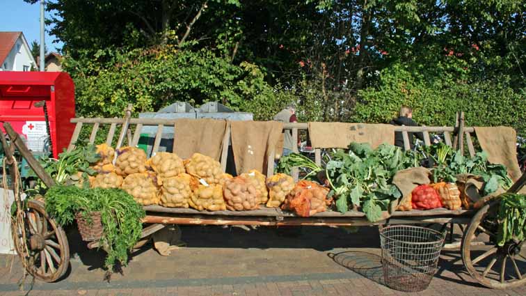 IMG 4057 kartoffel1015