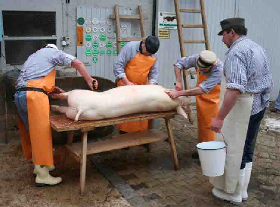 25 02 2006Schlachtefest 019